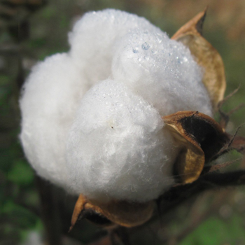 cotton wool and latex foam mattress